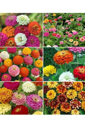 zinnia-mix-flower-50-seeds-pack-mix-atleast-5-colors-plant-seeds-with-instruction-manual