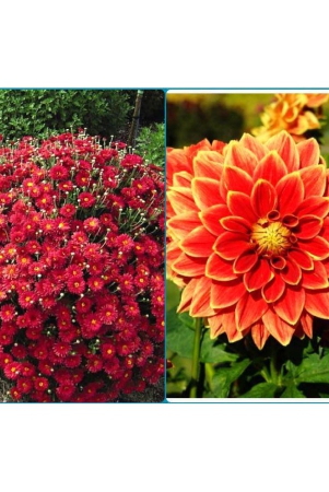 sky-star-agro-seeds-combo-chrysanthemum-mix-flower-50-seed-and-zinnia-mixed-flower-20-seeds-