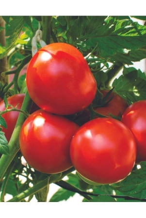 f1-hybrid-tomato-seeds-high-yielding-variety-for-all-season-pack-of-250-seeds