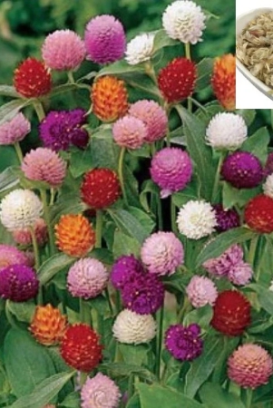 homeagro-gomphrena-flower-seeds-25-seeds