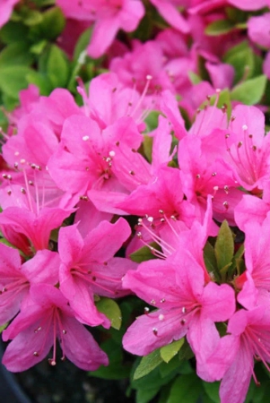 azalea-flowers-plant-for-gardening