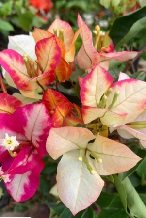 bougainvillea-flowers-plant-for-gardening