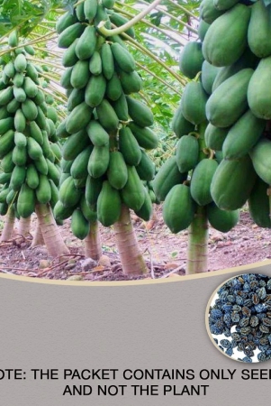 papaya-f1-hybrid-imported-fruit-seeds-40-seeds-instruction-manual