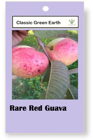 classic-green-earth-fruit-seeds-rare-red-guava-psidium-guajava-guava-50-seeds-