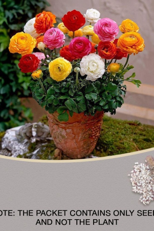 ranunculus-asiaticus-flower-seeds-40-seeds