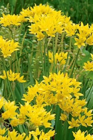 allium-moly-yellow-color-flower-bulb