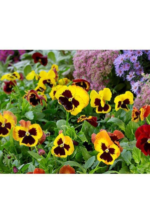 classic-green-earth-pansy-flower-70-seeds-