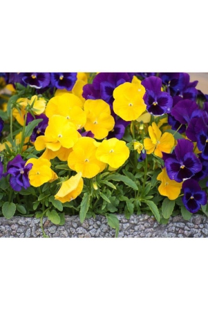 creative-farmer-flower-seeds-pansy-hybrid-mix-seeds-flower-seeds-for-home-garden-100-seeds