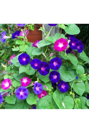 morning-glory-ipomoea-flower-30-seeds-pack-with-free-free-cocopeat-and-user-manual-for-your-garden