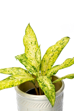 pleasing-aglaonema-yellow-plant-