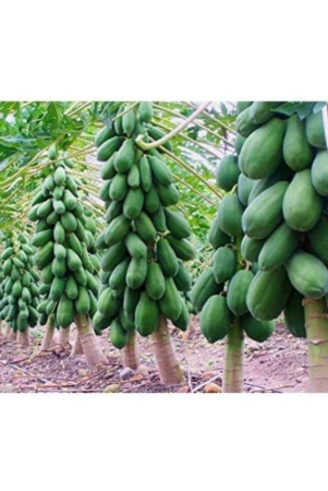 sweet-papaya-seeds-dwarf-pack