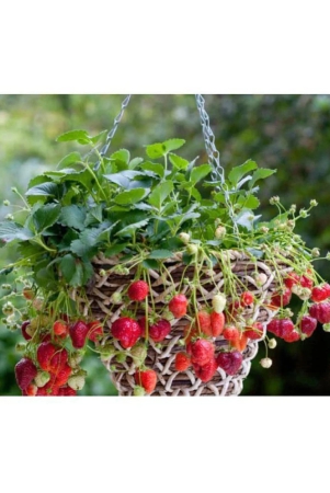 creative-farmer-herbal-plant-seeds-strawberry-hanging-variety-kitchen-garden-pack