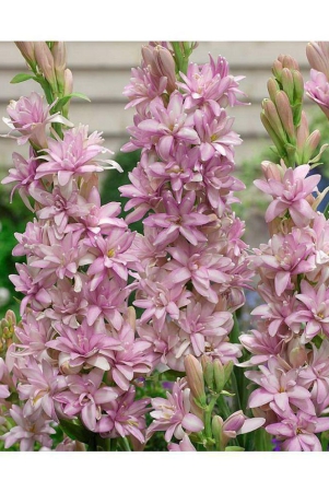 gate-garden-rajnigandha-double-flowering-fragrant-polianthes-tuberosa-flower-bulbsseeds-3-bulbs