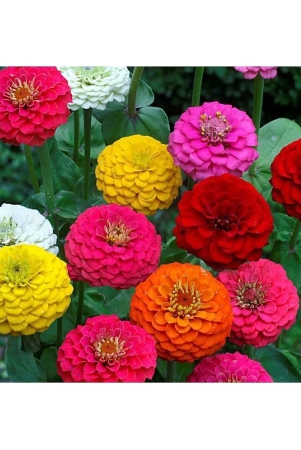 homeagro-zinnia-mixed-flower-20-seeds-