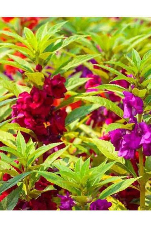 balsam-rose-flower-mixed-rose-balsam-flower-seeds-pack-of-100-seeds