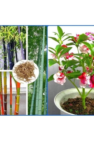 homeagro-combo-of-bamboo-plant-20-seeds-and-and-balsam-mix-flower-20-seed-