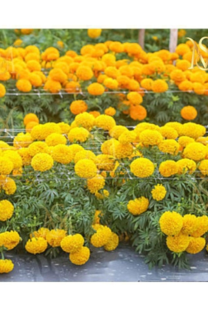 ms-marigold-seeds-mix-30-seeds