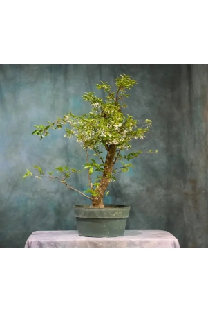 water-jasmine-bonsai