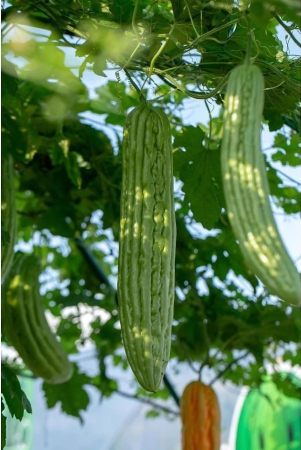 homeagro-bitter-gourd-vegetable-20-seeds-