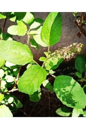 best-quality-indoor-tulsi-plant-seeds-25-seeds-per-pack