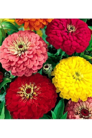 homeagro-zinnia-mixed-flower-20-seeds-