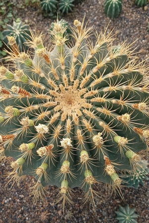 ferocactus-echidne-cactus-seeds