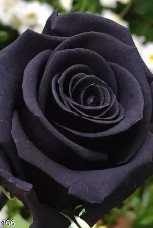 black-rose-grafting-flower-plant