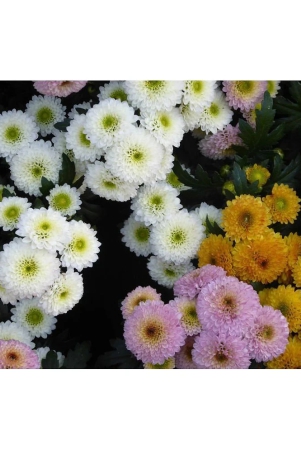 hn-organic-seed-chrysanthemum-flower-50-seeds-