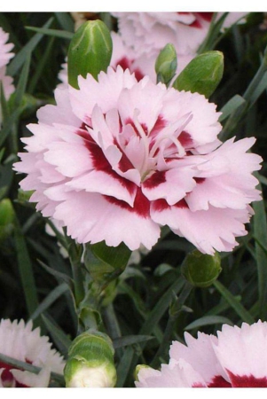 matrix-dianthus-fragrant-flower-raspberry-surprise-seeds