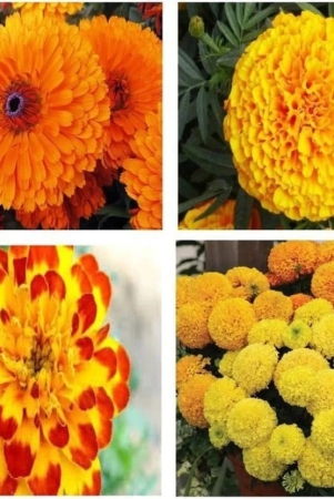 homeagro-african-marigold-flower-50-seeds-