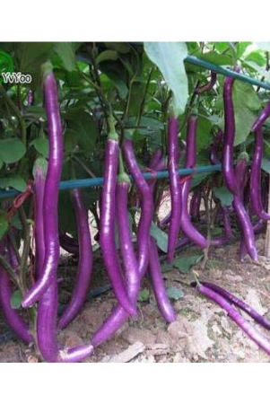 -african-hybrid-brinjaleggplant-vegetable-50-seeds-with-growing-cocopeat