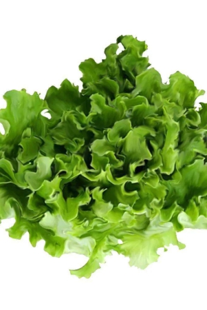 lettuce-simpson-150-gms