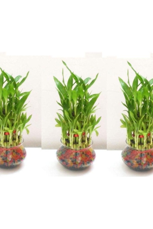 green-plant-indoor-green-wild-artificial-flowers-with-pot-pack-of-3-