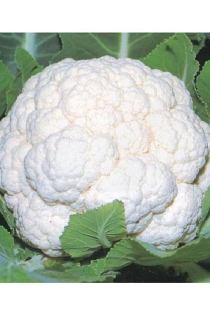 cauliflower-desi-seeds-phool-gobhee-phool-gobhi-vegetables-100-seeds-nod