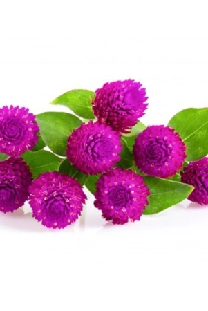 gomphrena-purple-seeds-flower-20-seeds