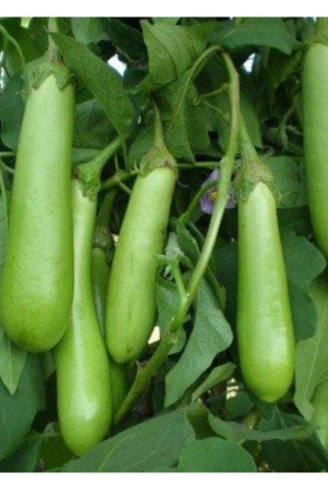 shop-360-garden-brinjal-hybrid-green-long-seeds-pack-of-300-seeds