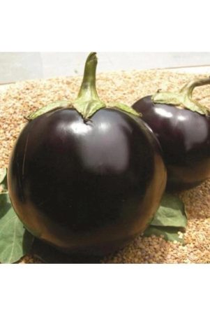 brinjal-seeds-brinjal-round-eggplant-aubergine-seeds-100-seeds-pack