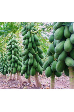 papaya-seeds-thai-big-red-variety-dwarf-fruit-50-seeds-instruction-manual