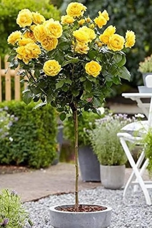 hybrid-yellow-rose-flower-plant