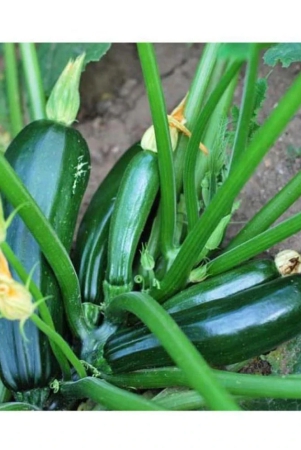 high-yielding-hybrid-green-long-squash-zucchini-10-seeds