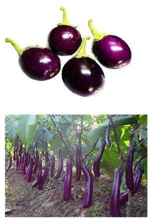 f1-hybrid-brinjal-purple-long-and-round-50-50-seeds-pack-and-manual