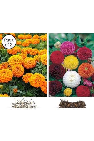 homeagro-marigold-dahlia-flower-seeds-pack-of-2-30-seeds-each-