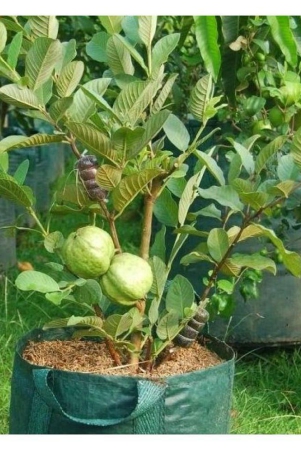 african-giant-guava-seeds-100-seeds