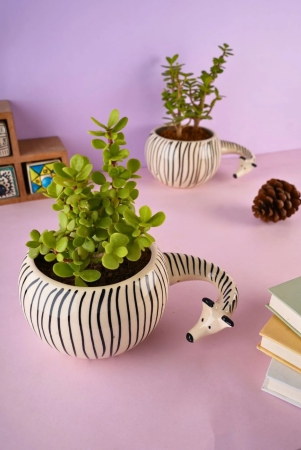 zebra-planter