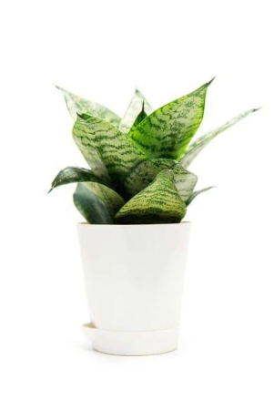 nsc-snake-plant