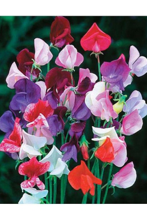 sweet-pea-20-seeds-pack-with-100-gm-cocopeat-snd-user-manual