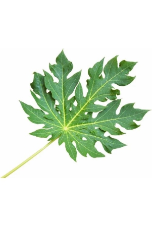 ayurveda-natural-herbal-papaya-leaves