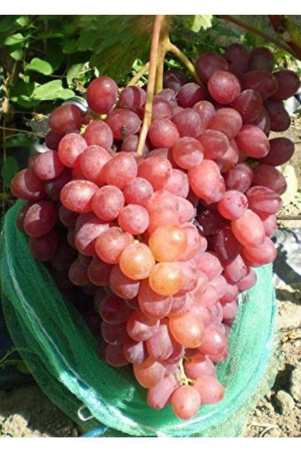 finger-grapes-professional-seeds-25-seeds