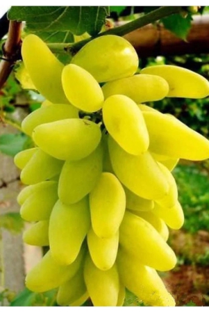 ohhsome-fruit-seeds-golden-green-sweet-grape-professional-organic-seed-fruit-plant-seeds-for-house-kitchen-garden-fruit-seeds-pack