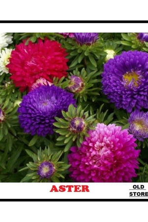 color-mix-aster-flower-100-seeds-pack-with-free-free-cocopeat-and-user-manual-for-your-garden